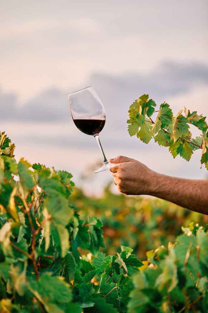 verre de vin dans les vignes